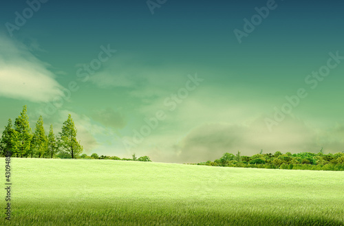 Spring landscape with forrest, tree,green grass and field backgr