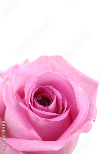 Macro image of dark rose