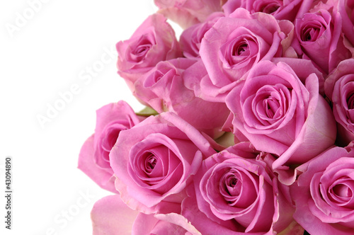 Bright pink roses on white