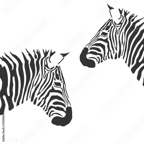 Naklejka na ścianę Zebra wektor