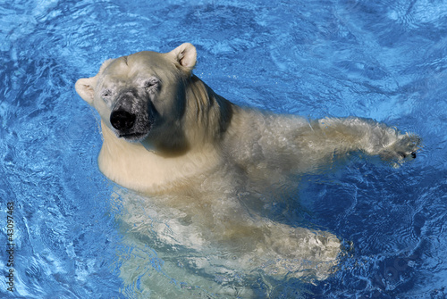 Closeup polar bear (Ursus maritimus) in blue water seen on top