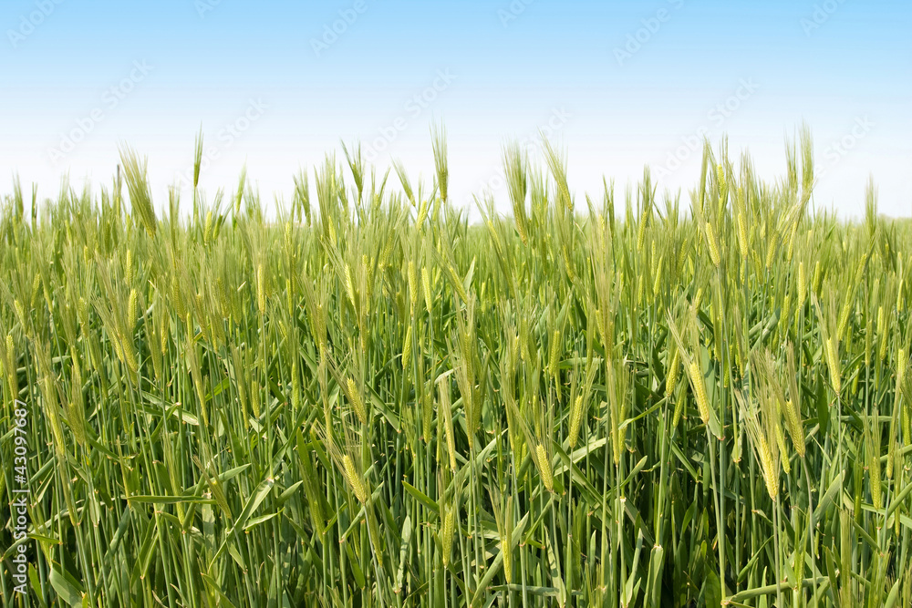 Green wheat field Green wheat field