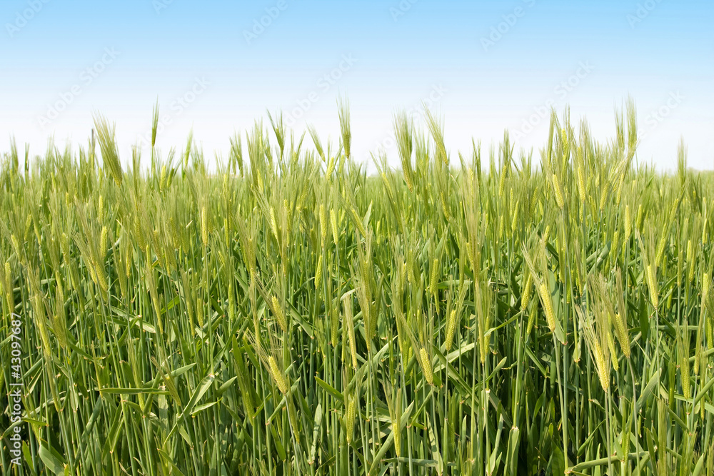 Green wheat field