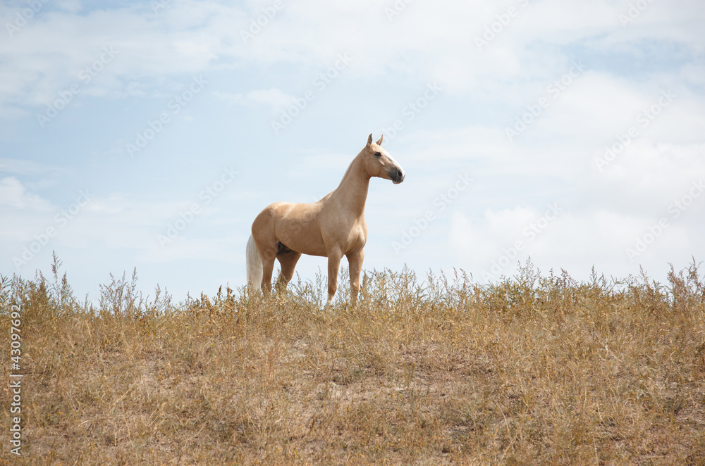 Horse Horse