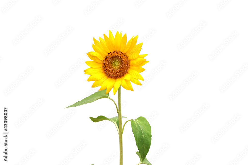 Obraz premium sunflower