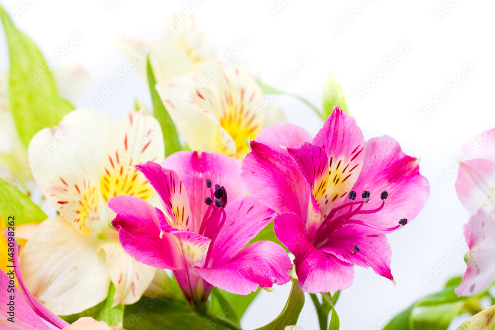 alstroemeria flowers - isolated on white background