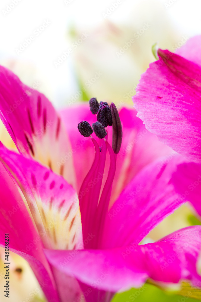 alstroemeria, beauty pink flower stamen - macro alstroemeria, beauty pink flower stamen - macro