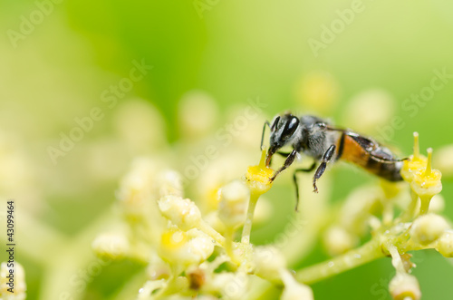 bee macro in green nature © sweetcrisis