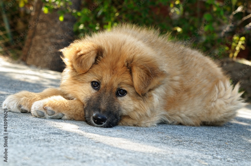 Cane Akita Inu Cane Akita Inu