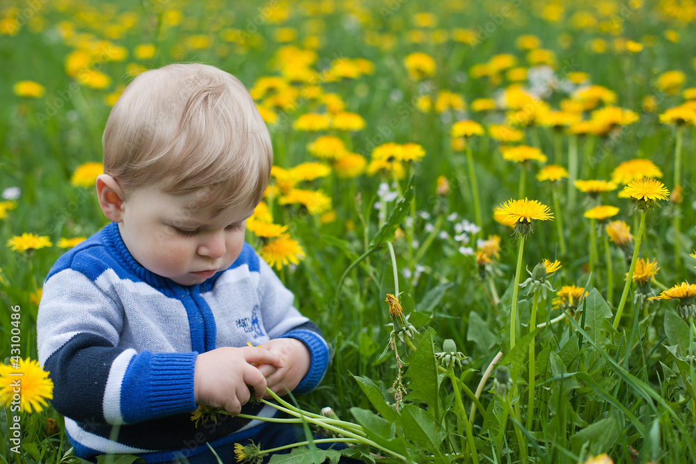 Adorable toddler boy in yellow dandelion field Adorable toddler boy in yellow dandelion field