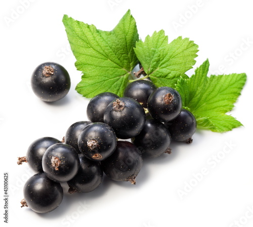 Branch of black currant on a white background.