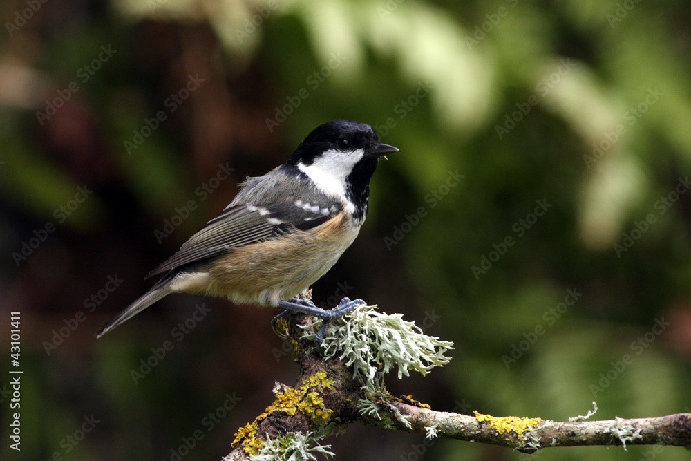 Fototapeta premium Coal tit