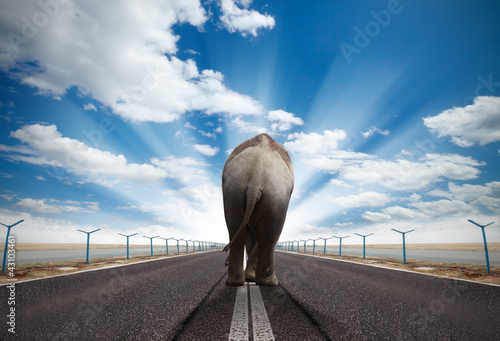 Elephant on asphalt road
