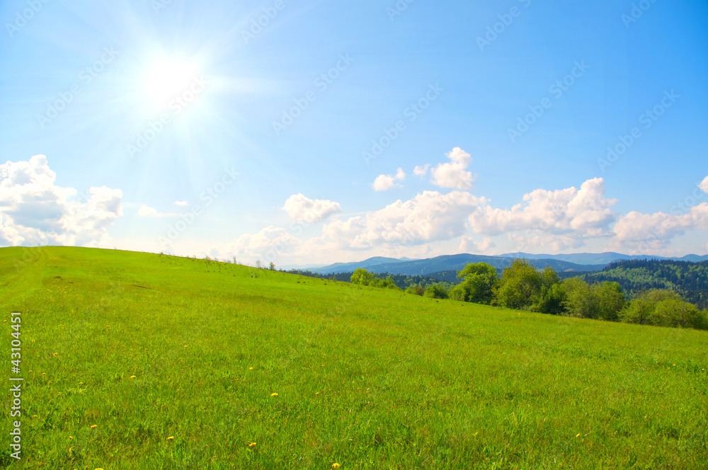 Fototapeta premium green mountain meadow in spring