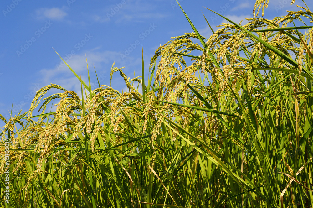 Naklejka premium 稲穂