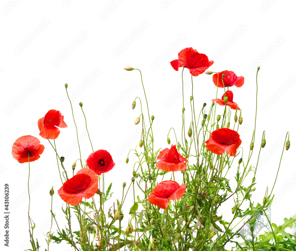 Obraz premium red poppies
