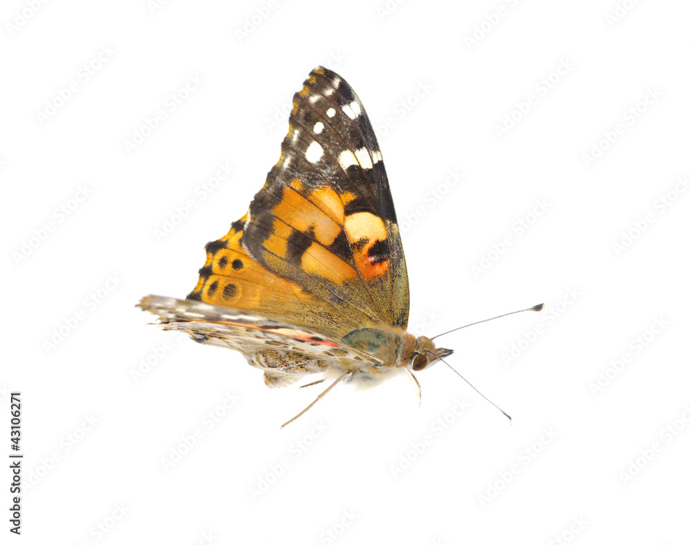 Obraz premium butterfly on white