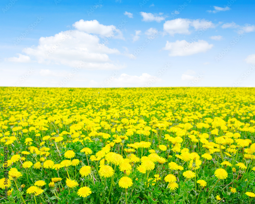 Fototapeta premium yellow dandelion