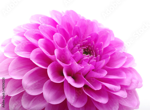 Pink flower