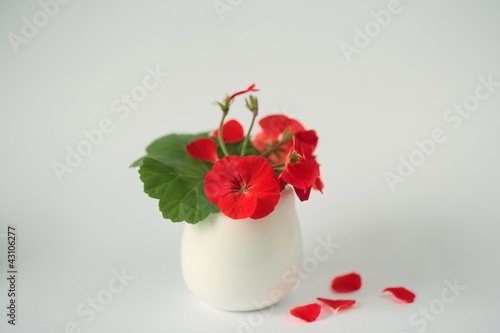 Fototapeta Naklejka Na Ścianę i Meble -  Geranium flowers