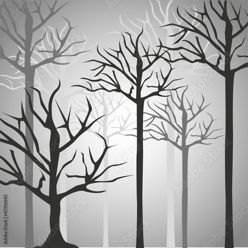 Silhouettes of tree trunk