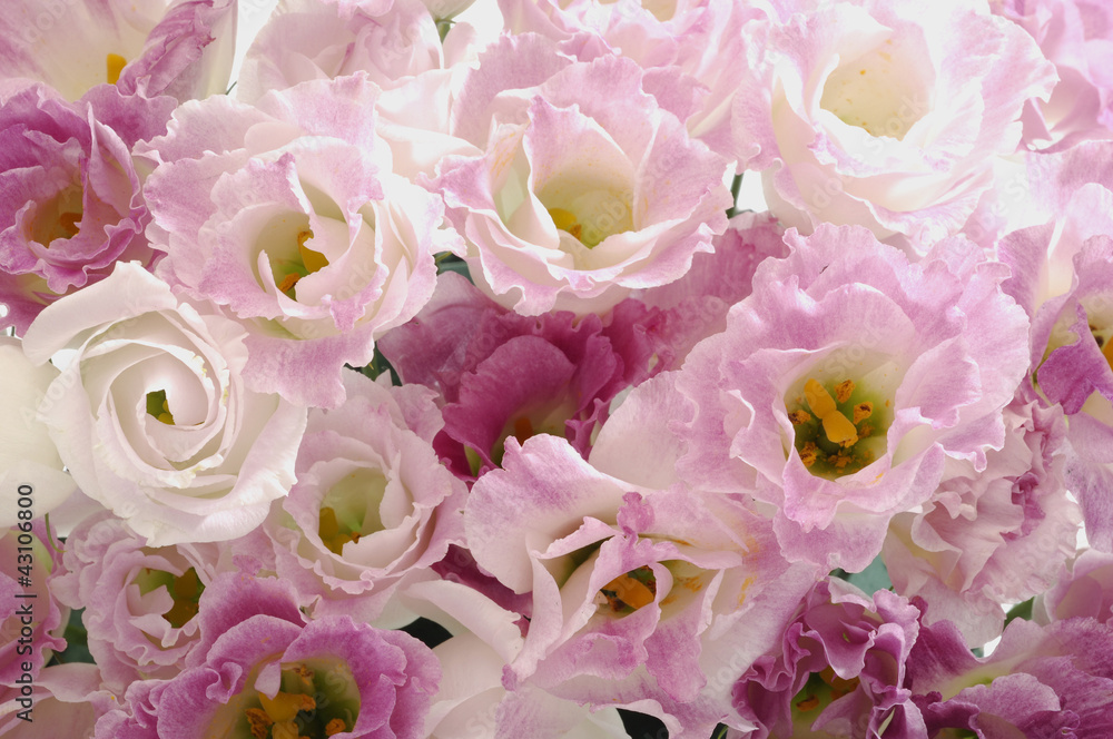 Obraz premium トルコ桔梗