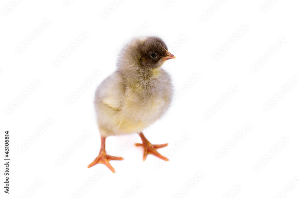 Obraz premium Cute little chicken