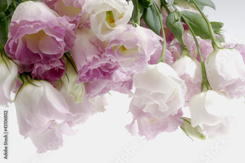 Wallpaper Mural トルコ桔梗 Torontodigital.ca