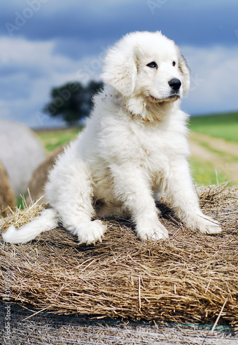 puppy great Pyrenees dog