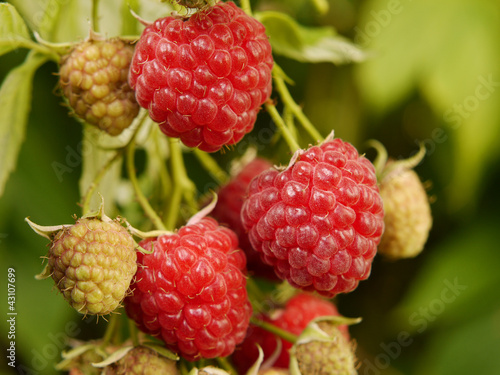 Himbeere (Rubus idaeus), Herbsthimbeere „Autumn Bliss“.