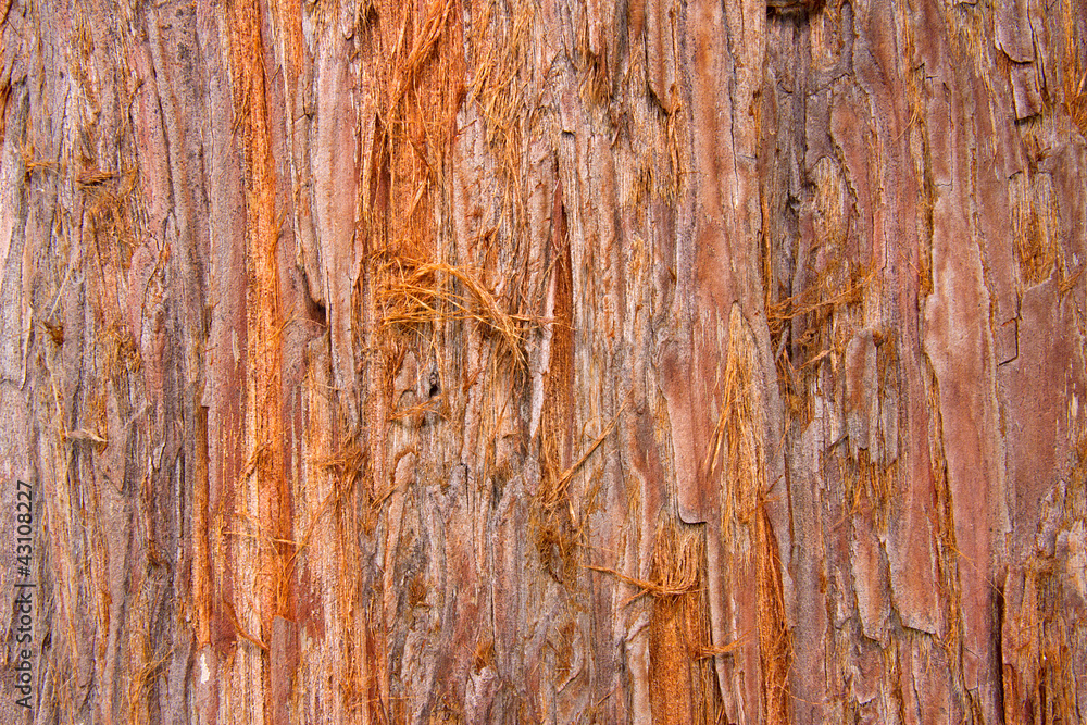 Wooden rustic background of tree bark Wooden rustic background of tree bark