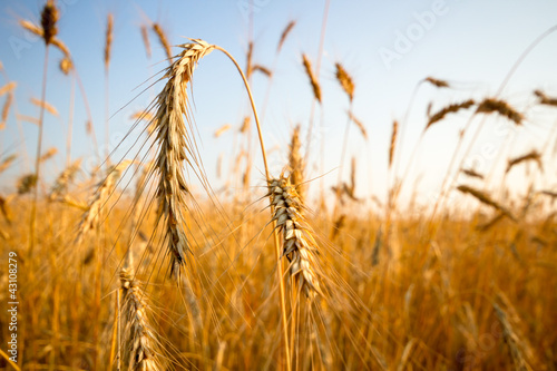 wheat