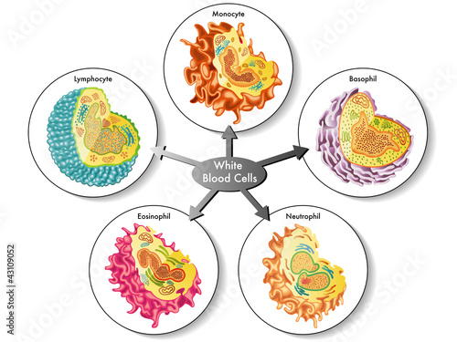globuli bianchi photo