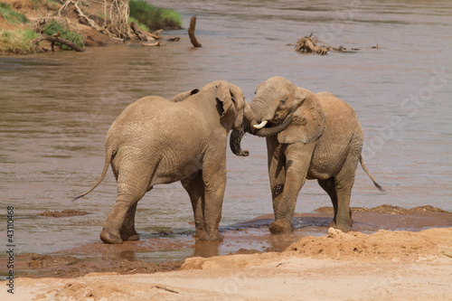 African Elephants Play Fighting in river