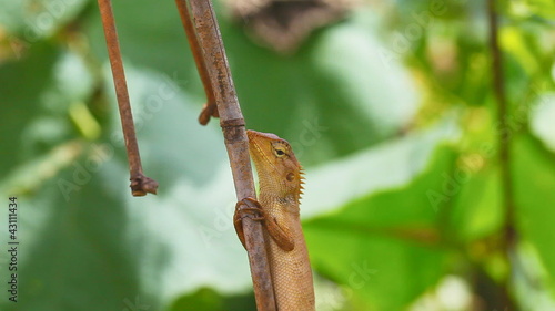 lizard in nature