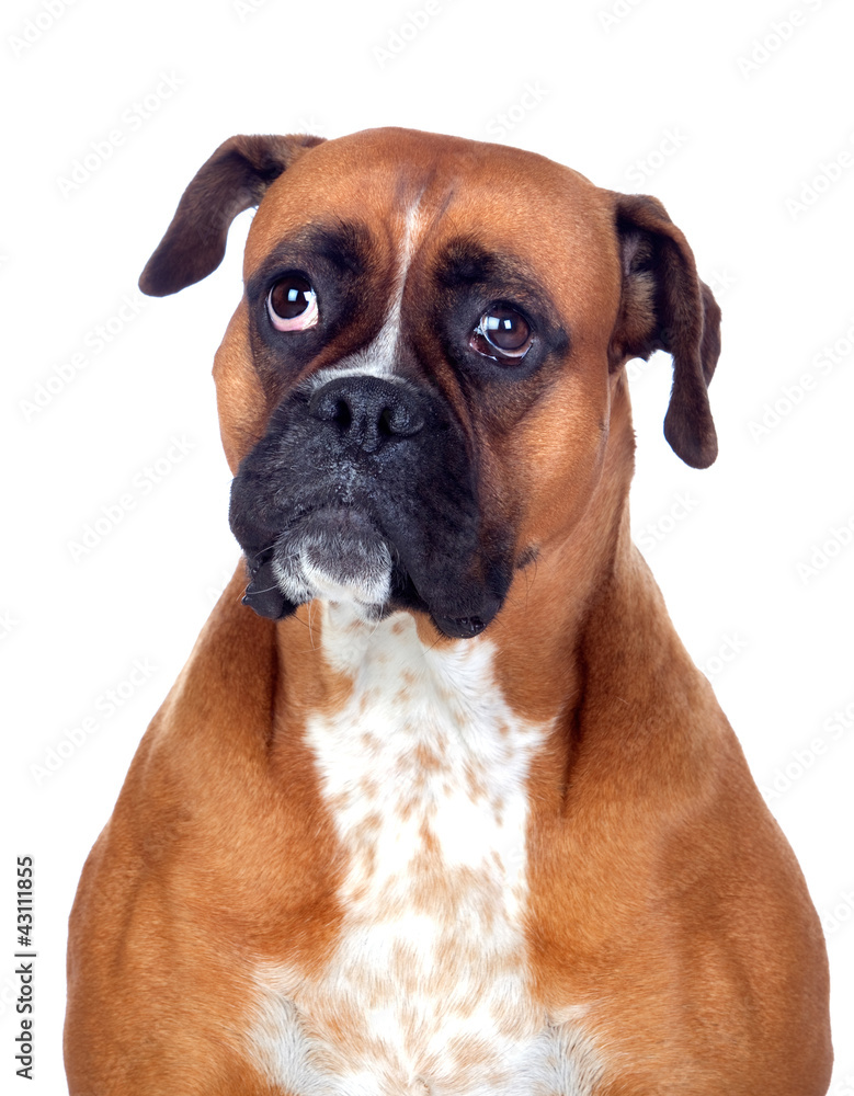 Beautiful Boxer dog