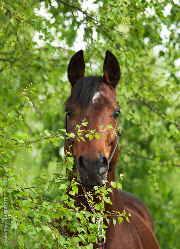 portrait of wonderful Trakehner stallion