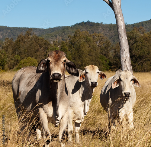 Foto Australian meat industry brahman cattle