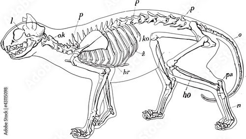 cat skeleton