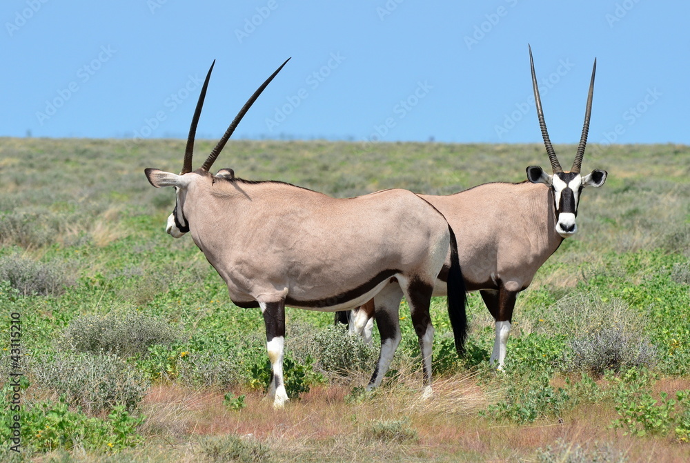 Obraz premium oryx gazelle in Etosha national park