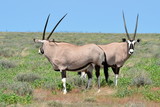 oryx gazelle in Etosha national park