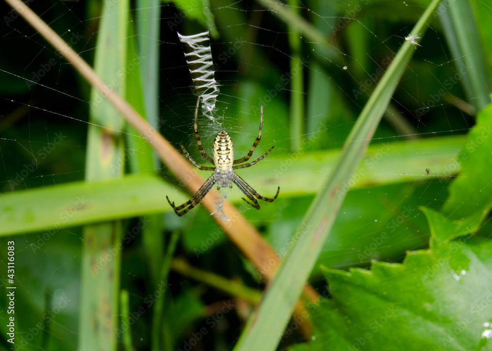 wasp spider still young in typical zigzag web wasp spider still young in typical zigzag web