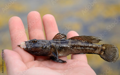 Round goby fishing trophy