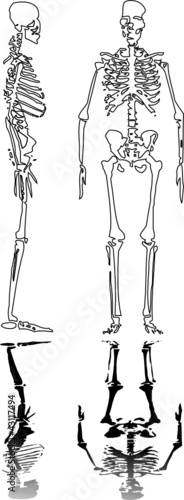 Skeleton