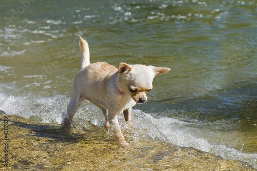 puppy chihuahua in the river photo