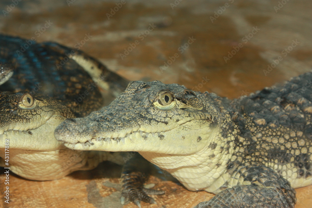 Obraz premium alligator