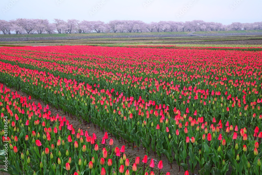 Tulips and cherry tree