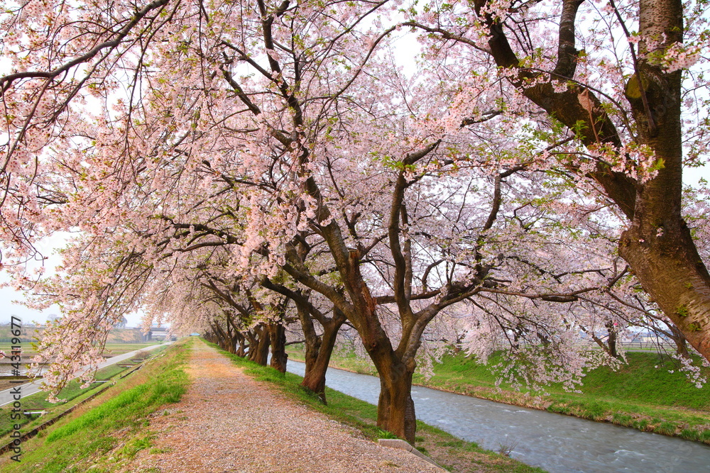 Cherry Blossom Path