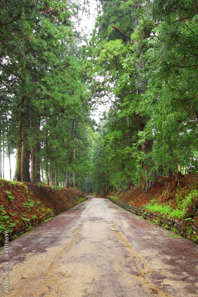 Cedar avenue of Nikko Cedar avenue of Nikko