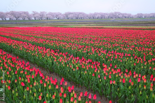 Wallpaper Mural Tulips and cherry tree Torontodigital.ca